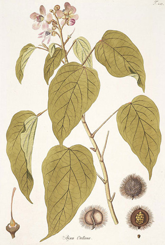 illustration of Annatto plant